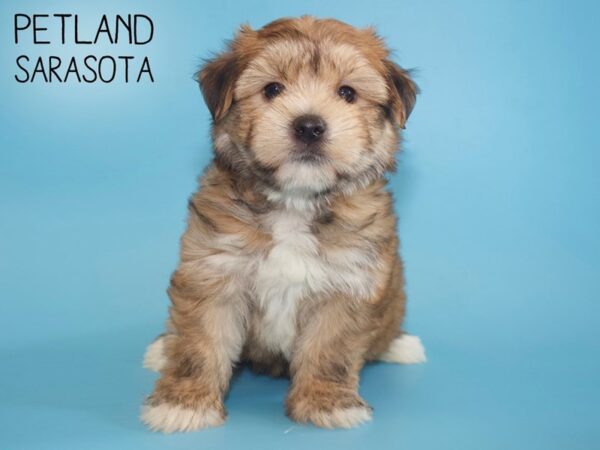 Yorkiepoo-DOG-Male-Golden-26017-Dream Tails Sarasota, Florida