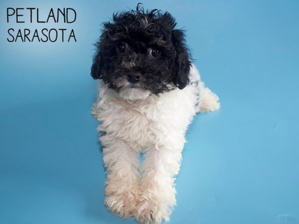 Bichonpoo-DOG-Male-Black / White-26016-Dream Tails Sarasota, Florida