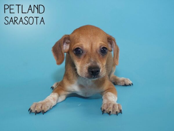 Chiweenie-DOG-Male-Red-26015-Dream Tails Sarasota, Florida