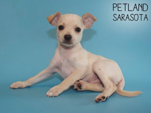 Chiweenie-DOG-Male-Cream-26014-Dream Tails Sarasota, Florida