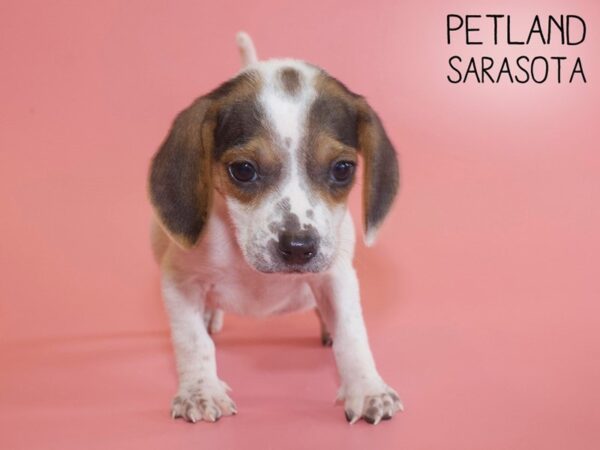 Beagle-DOG-Female-Black White / Tan-26013-Dream Tails Sarasota, Florida
