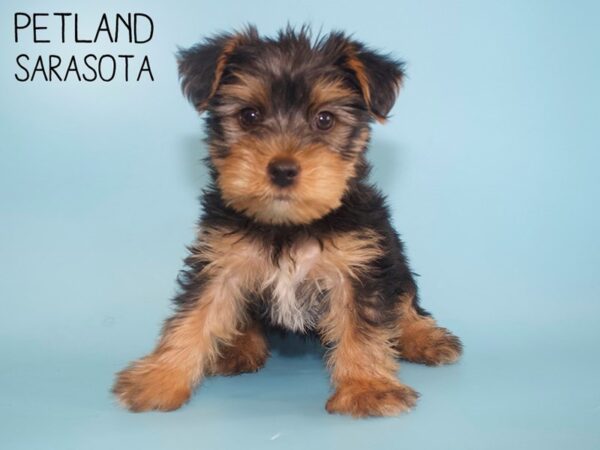 Yorkshire Terrier-DOG-Male-Black / Tan-26012-Dream Tails Sarasota, Florida