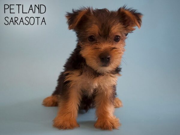 Yorkshire Terrier-DOG-Male-Black / Tan-26011-Dream Tails Sarasota, Florida