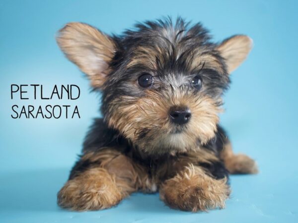 Yorkshire Terrier-DOG-Male-Black / Tan-26010-Dream Tails Sarasota, Florida