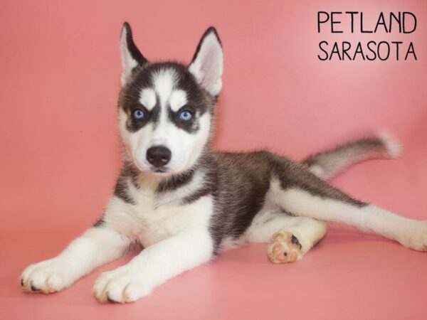Siberian Husky-DOG-Female-Black / White-26009-Dream Tails Sarasota, Florida