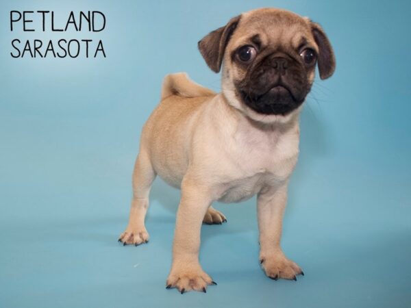 Pug-DOG-Male-Fawn-26008-Dream Tails Sarasota, Florida