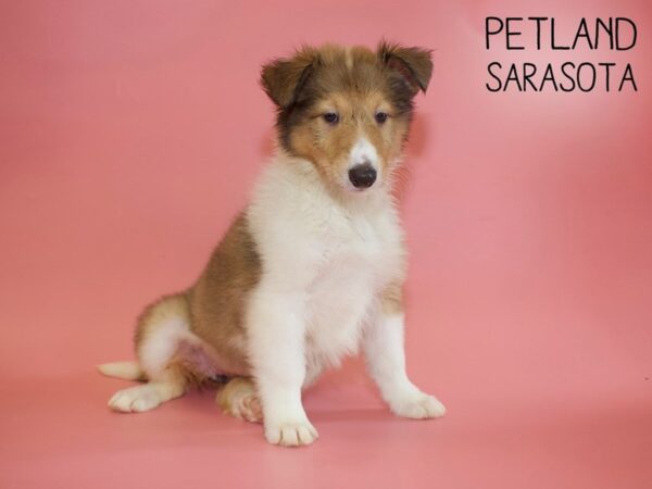 Collie-DOG-Female-Sable / White-26007-Dream Tails Sarasota, Florida
