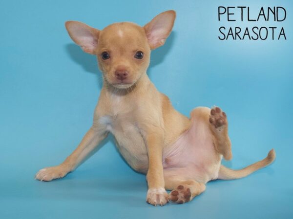 Chihuahua-DOG-Male-Fawn-26006-Dream Tails Sarasota, Florida