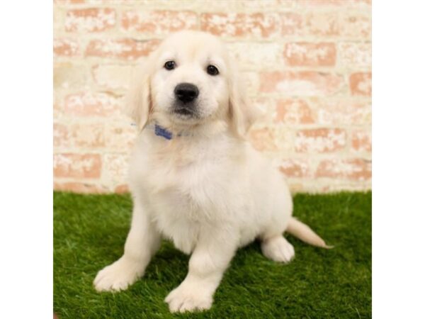 Golden Retriever-DOG-Male-Light Golden-26035-Dream Tails Sarasota, Florida