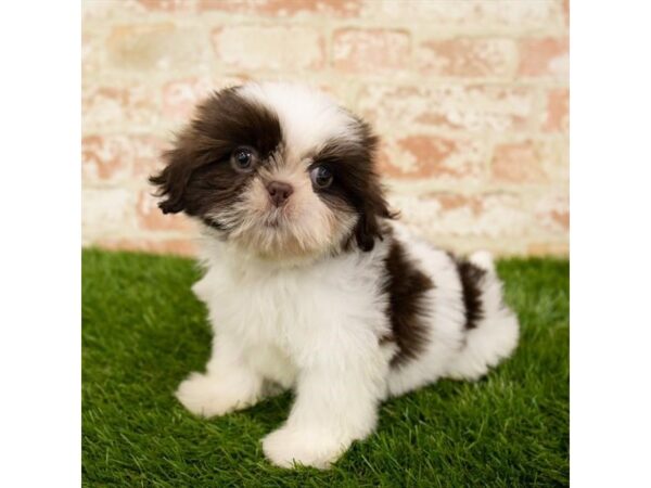 Shih Tzu-DOG-Male-Liver / White-26040-Dream Tails Sarasota, Florida