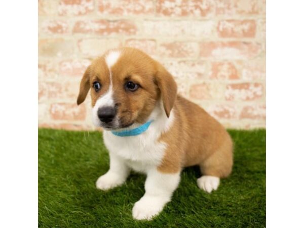 Pembroke Welsh Corgi-DOG-Male-Red-26039-Dream Tails Sarasota, Florida