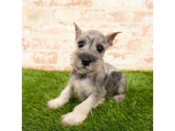 Miniature Schnauzer-DOG-Female-Black-26038-Dream Tails Sarasota, Florida