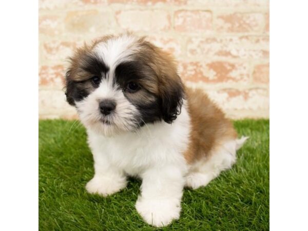 Lhasa Apso-DOG-Male-Gold-26036-Dream Tails Sarasota, Florida