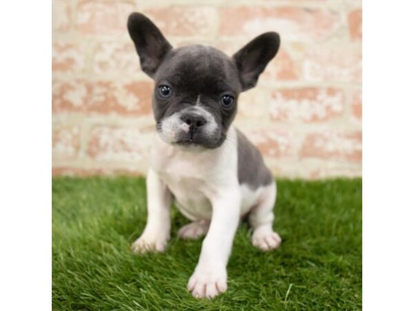 French Bulldog-DOG-Male-Blue-26034-Dream Tails Sarasota, Florida