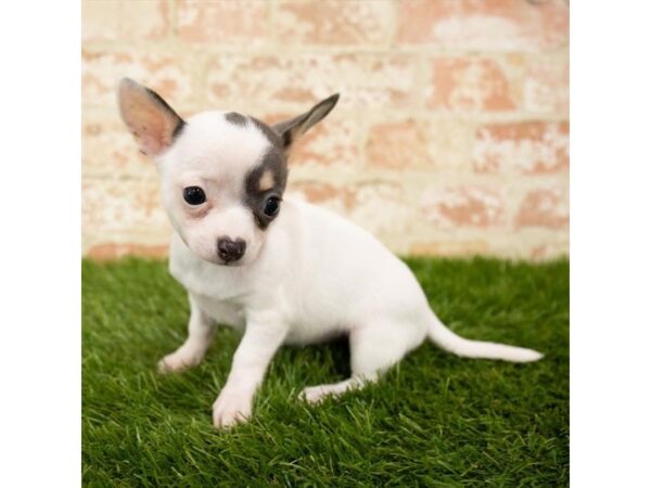 Chihuahua-DOG-Female-Black / Tan-26033-Dream Tails Sarasota, Florida