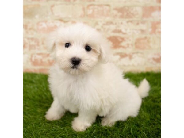 Maltese-DOG-Male-White-26037-Dream Tails Sarasota, Florida