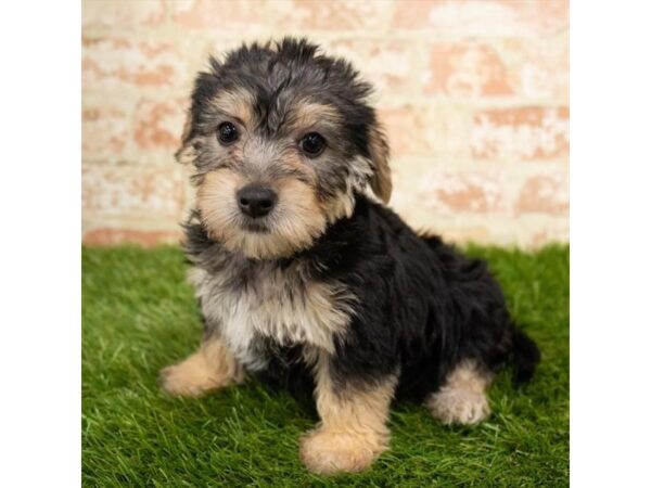 SilkyChon-DOG-Male-Black / Tan-26041-Dream Tails Sarasota, Florida