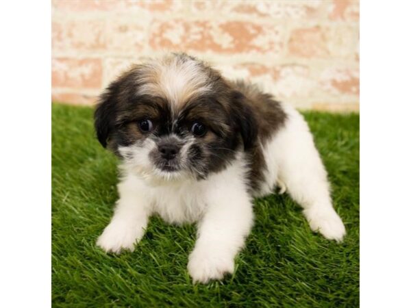 Shihpoo-DOG-Female-Brindle / White-26042-Dream Tails Sarasota, Florida