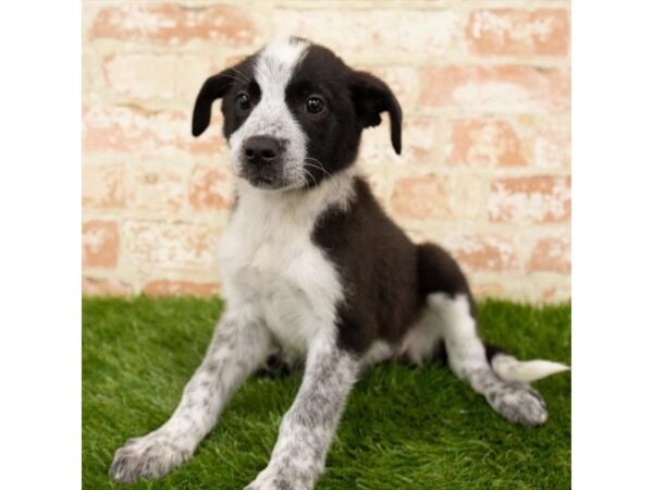 Australian Heeler-DOG-Female-Blue Merle-26044-Dream Tails Sarasota, Florida