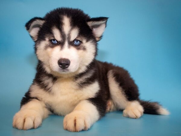 Siberian Husky-DOG-Male-Black White-26018-Dream Tails Sarasota, Florida