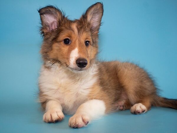 Shetland Sheepdog-DOG-Male-Sable & White-26019-Dream Tails Sarasota, Florida