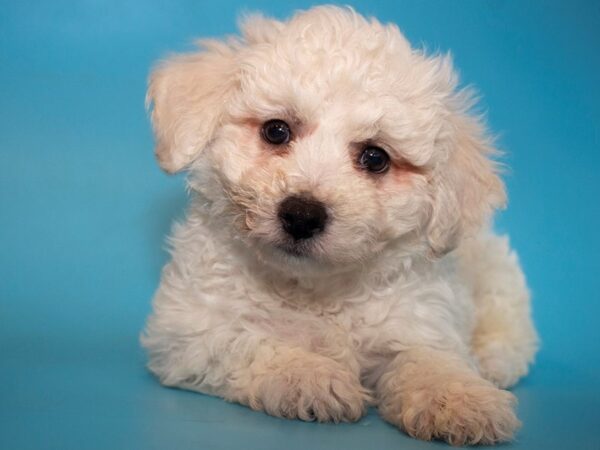 Bichon Frise-DOG-Male-WH-26021-Dream Tails Sarasota, Florida