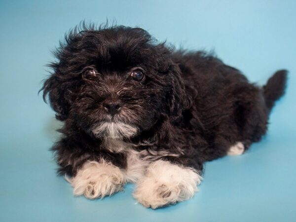 Teddy Bear-DOG-Male-BLK WHITE-26022-Dream Tails Sarasota, Florida