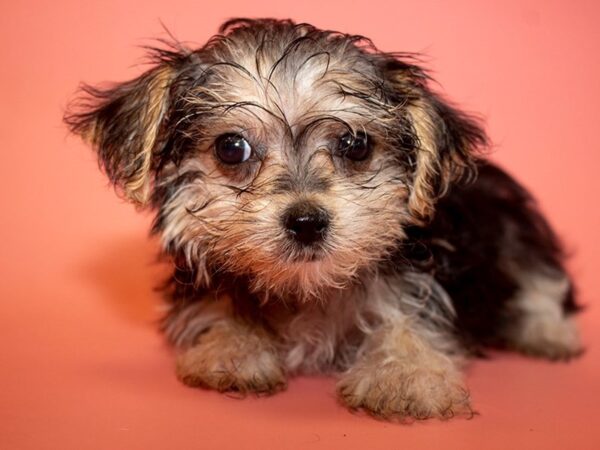 Morkie-DOG-Female-BLK TAN-26023-Dream Tails Sarasota, Florida