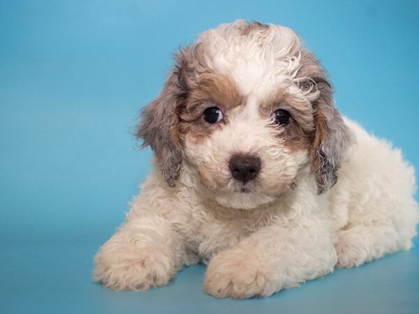 Bichonpoo-DOG-Male-BLUE MERLE PARTI-26024-Dream Tails Sarasota, Florida