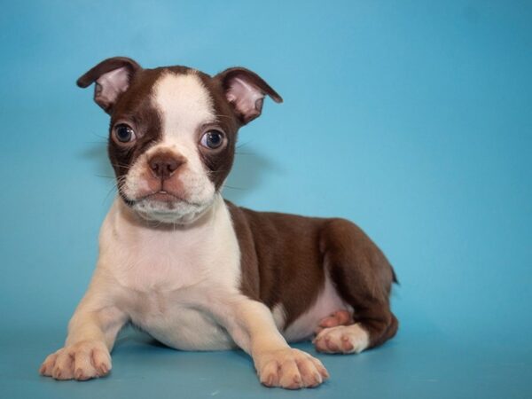 Boston Terrier-DOG-Male-RED WHITE-26025-Dream Tails Sarasota, Florida