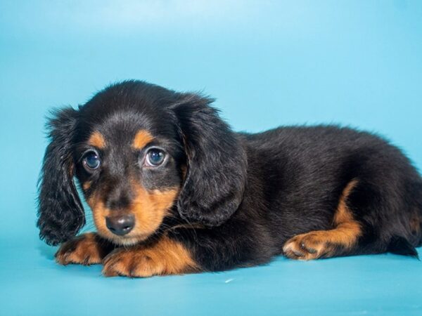 Dachshund-DOG-Male-black tan-26026-Dream Tails Sarasota, Florida