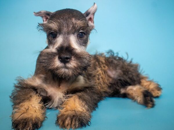 Miniature Schnauzer-DOG-Male-SALT PEPPER-26027-Dream Tails Sarasota, Florida