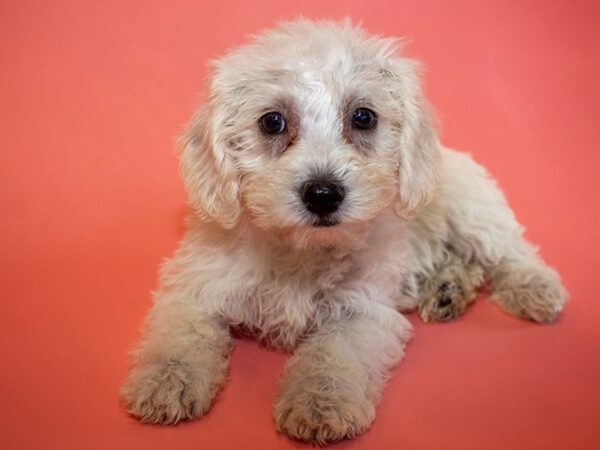 Westiepoo-DOG-Female-CREAM-26028-Dream Tails Sarasota, Florida
