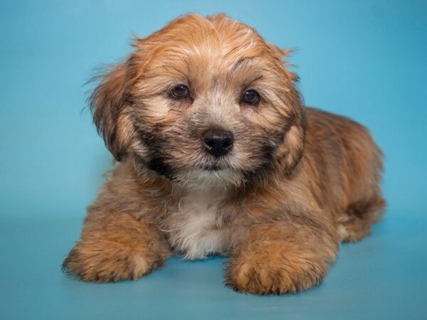 Yorkiepoo-DOG-Male-BEIGE-26029-Dream Tails Sarasota, Florida
