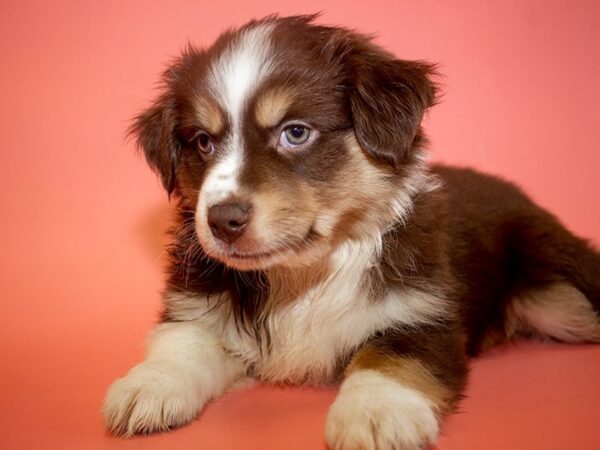 Miniature Australian Shepherd-DOG-Female-RED TRI-26030-Dream Tails Sarasota, Florida
