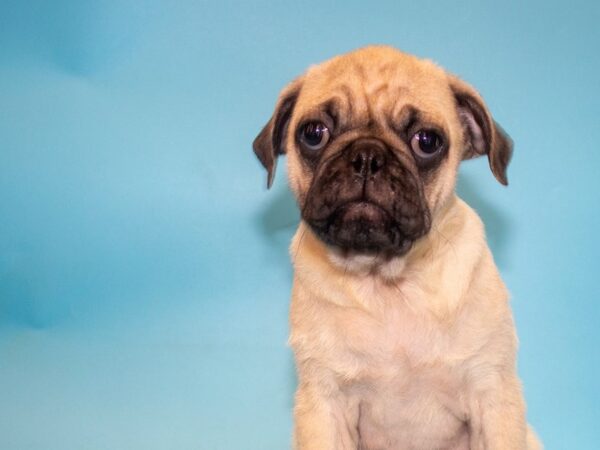 Pug-DOG-Male-Fawn-26031-Dream Tails Sarasota, Florida