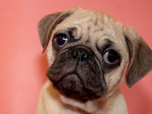 Pug-DOG-Female-Fawn-26032-Dream Tails Sarasota, Florida