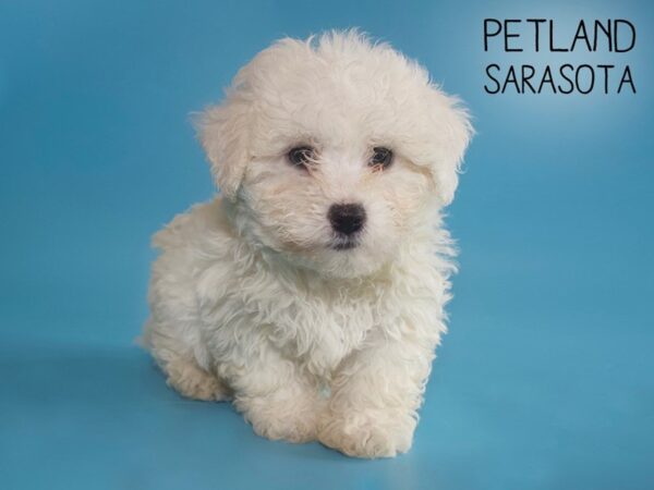 Bichon Frise-DOG-Male-WHITE-26059-Dream Tails Sarasota, Florida