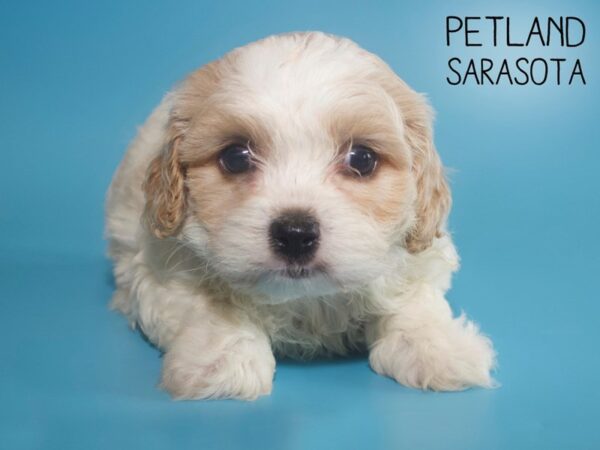 Cavachon-DOG-Male-BLENHEIM-26058-Dream Tails Sarasota, Florida