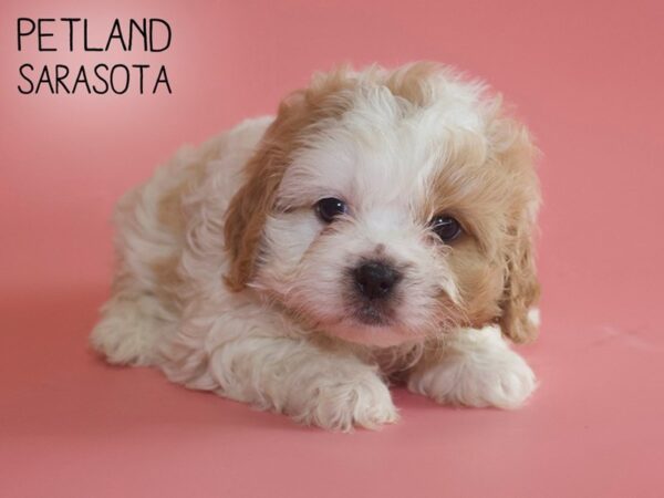 Cavachon-DOG-Female-BLENHEIM-26057-Dream Tails Sarasota, Florida