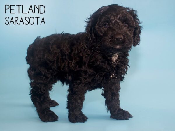 Cockapoo-DOG-Male-BLK-26056-Dream Tails Sarasota, Florida