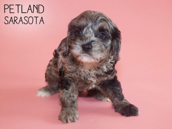 Cockapoo-DOG-Female-SILVER MERLE-26055-Dream Tails Sarasota, Florida