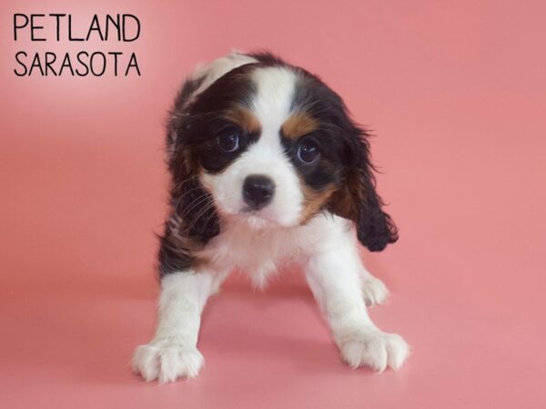 Cavalier King Charles Spaniel-DOG-Female-TRI-26052-Dream Tails Sarasota, Florida