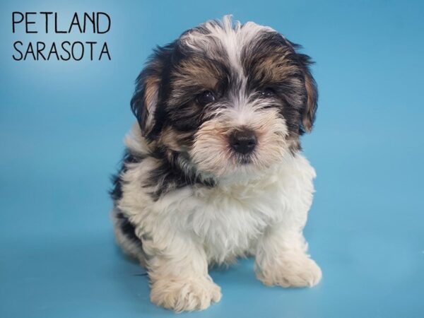 Yorkshire Terrier-DOG-Male-PARTI-26051-Dream Tails Sarasota, Florida