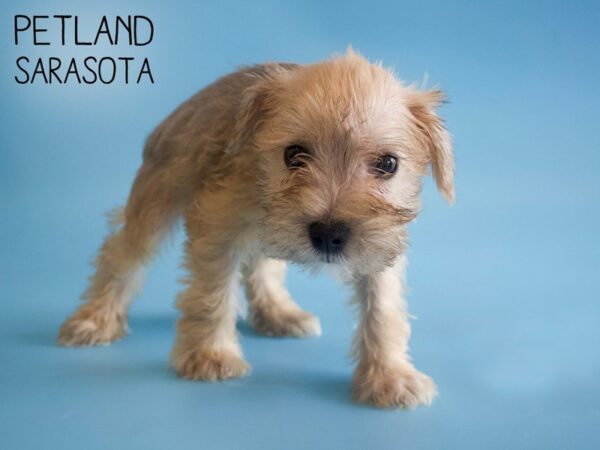 Miniature Schnauzer-DOG-Male-SALT PEPPER-26050-Dream Tails Sarasota, Florida