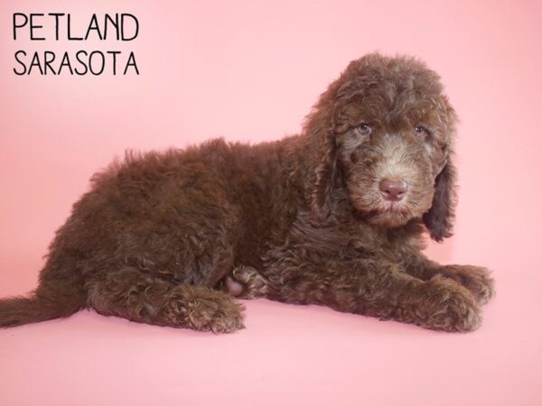 Goldendoodle-DOG-Female-Chocolate-26049-Dream Tails Sarasota, Florida