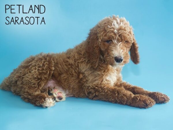 Goldendoodle-DOG-Male-Apricot White-26048-Dream Tails Sarasota, Florida