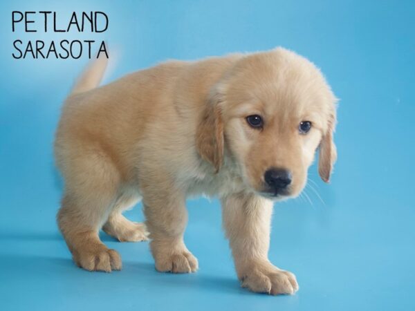 Golden Retriever-DOG-Male-Golden-26047-Dream Tails Sarasota, Florida