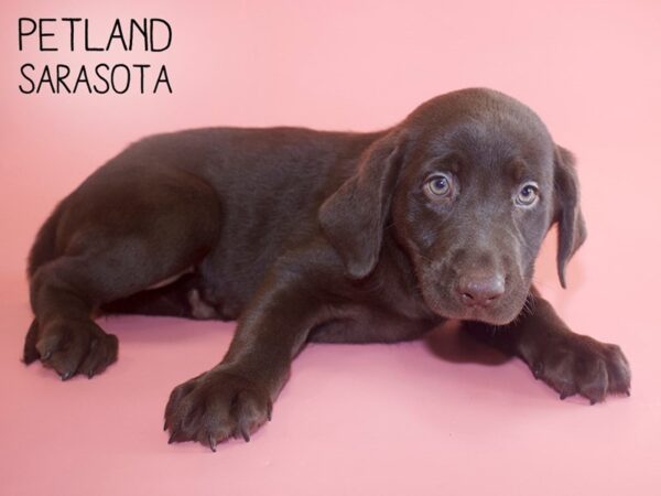 Labrador Retriever-DOG-Female-Chocolate-26046-Dream Tails Sarasota, Florida