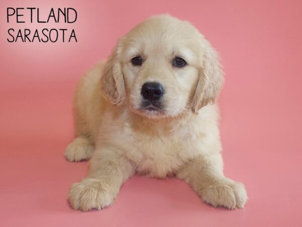 Golden Retriever-DOG-Female-Golden-26045-Dream Tails Sarasota, Florida